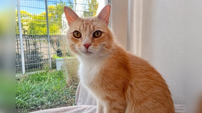 Der Kater Louis ist sehr zutraulich und verschmust. (Foto: Tierheim Riem)