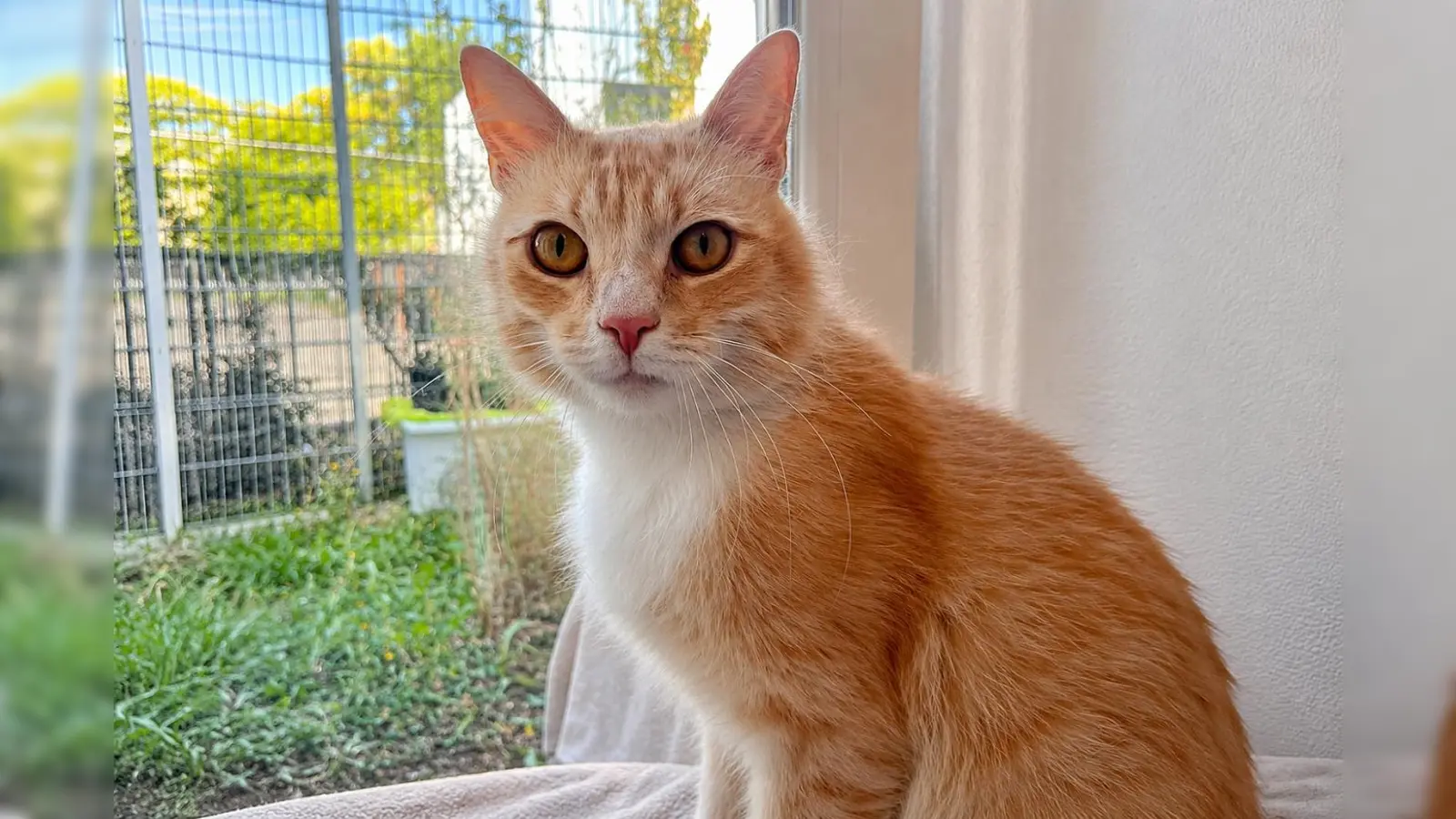 Der Kater Louis ist sehr zutraulich und verschmust. (Foto: Tierheim Riem)