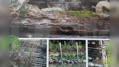 Beispiele für naturnahe Gestaltung von Gärten, die insektenfreundlich sind. (Foto: Ökologisches Bildungszentrum)