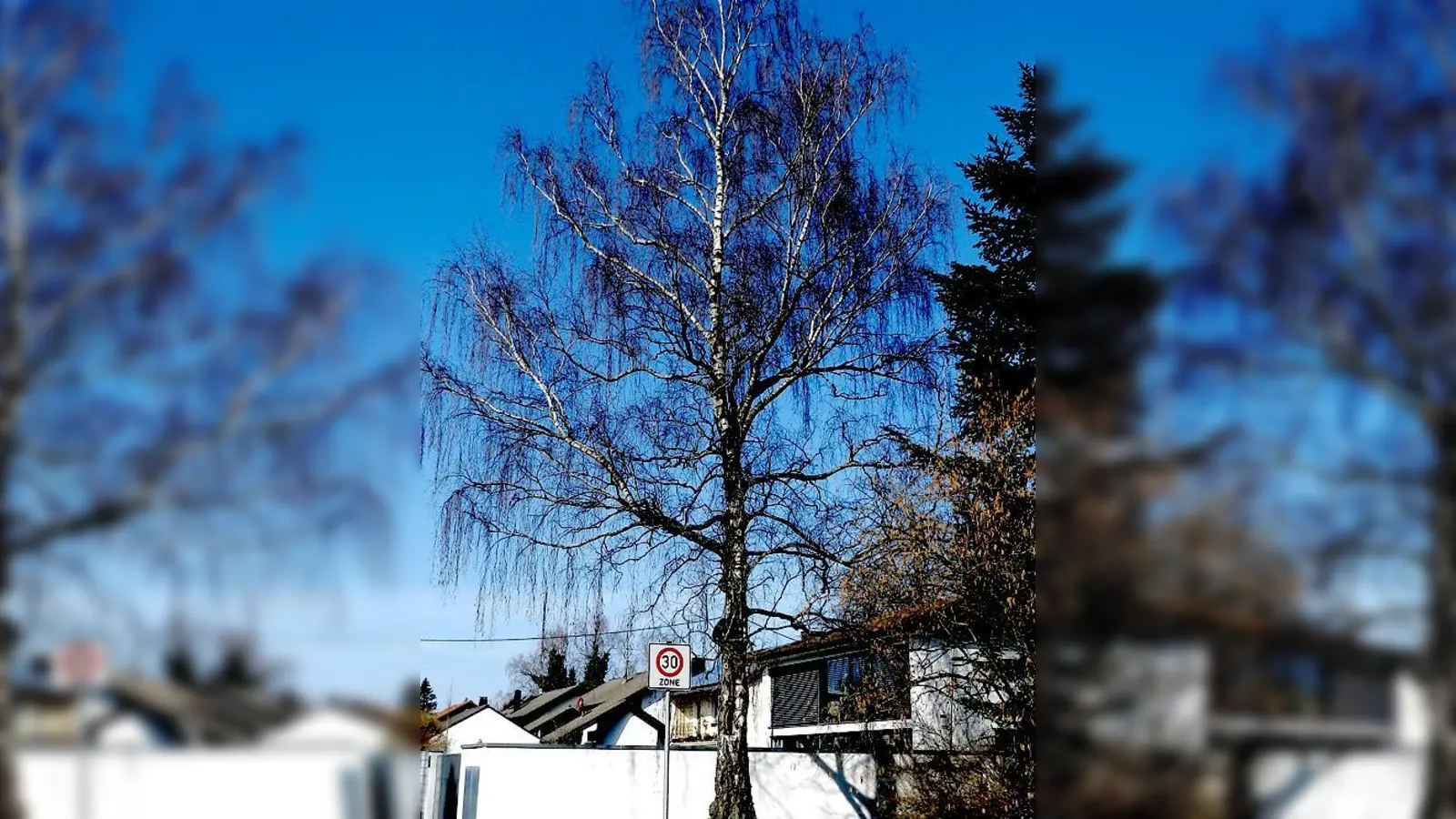 Eine Birke in der Lindenstraße. 	 (Foto: Sabine Wittmann)