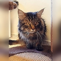 Maine-Coon-Mix Dani. (Foto: Tierheim Riem)