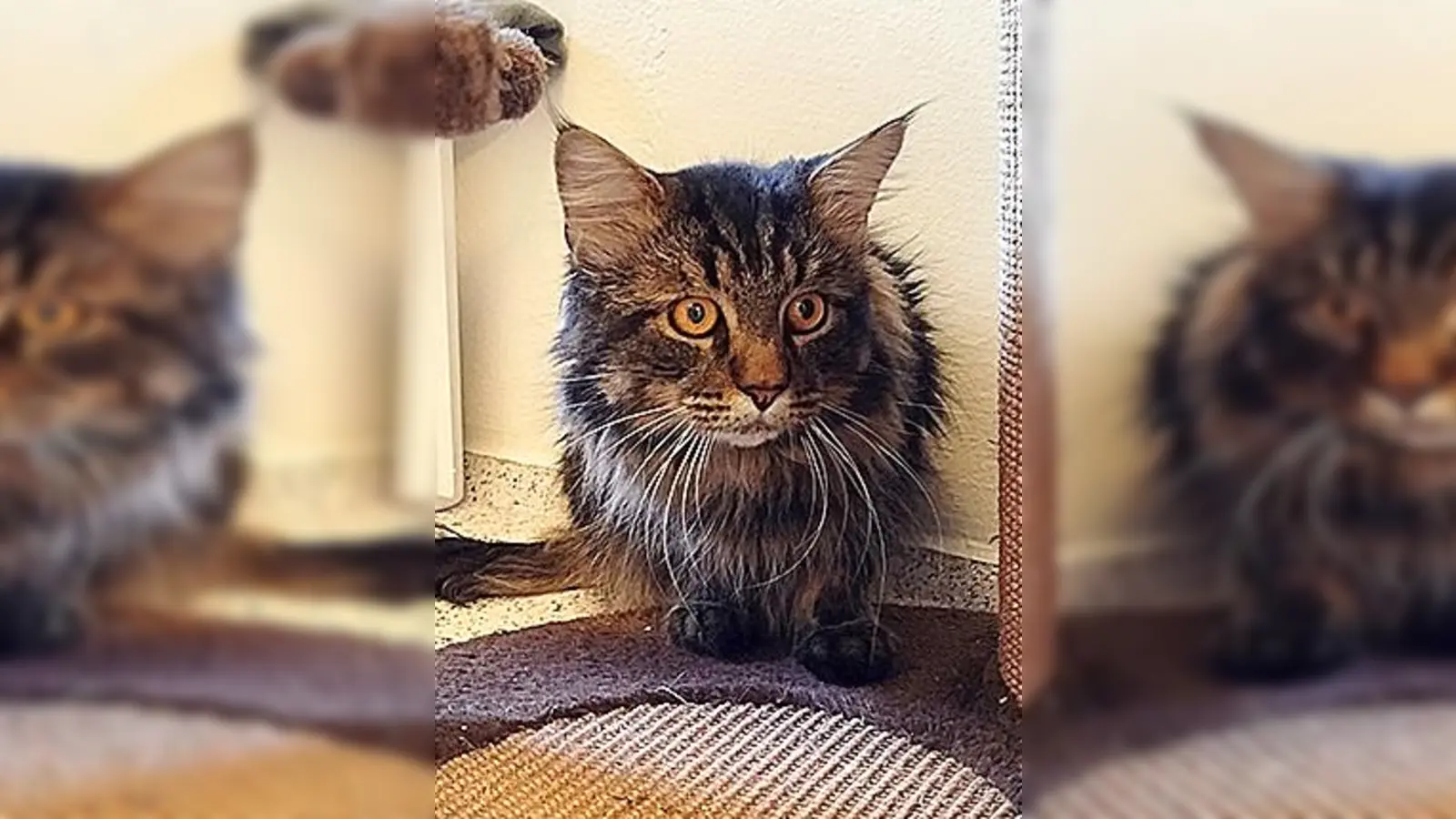 Maine-Coon-Mix Dani. (Foto: Tierheim Riem)