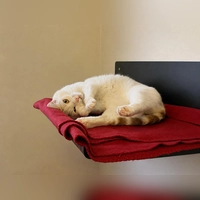 Hubsi ist ein aktiver Kater. (Foto: Tierheim Riem)