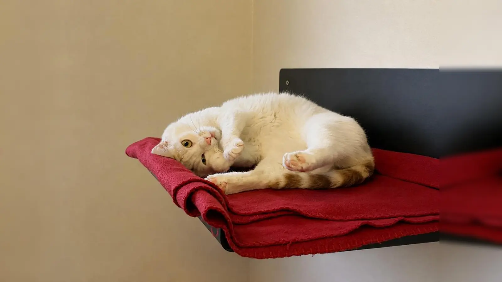 Hubsi ist ein aktiver Kater. (Foto: Tierheim Riem)