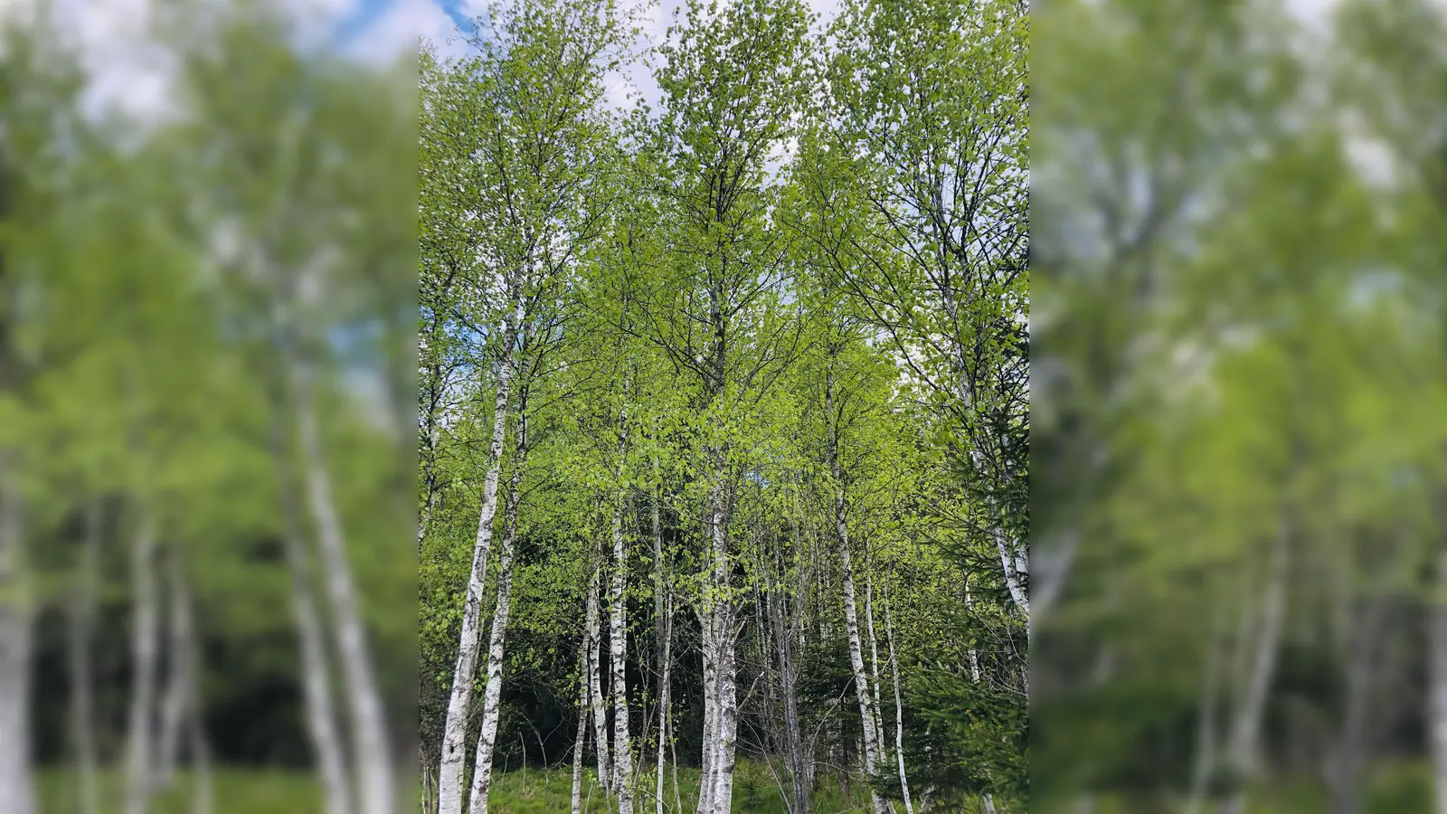 Um die Verbissquoten zu reduzieren braucht es nach Ansinnen des Bund Naturschutz Ebersberg eine verbindliche Abschussquote für die Hegegemeinschaften. (Foto: hw)