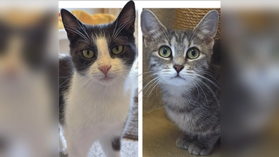 Unsere Europäisch-Kurzhaar-Katzen Moni und Milanese. (Foto: Tierheim Riem)