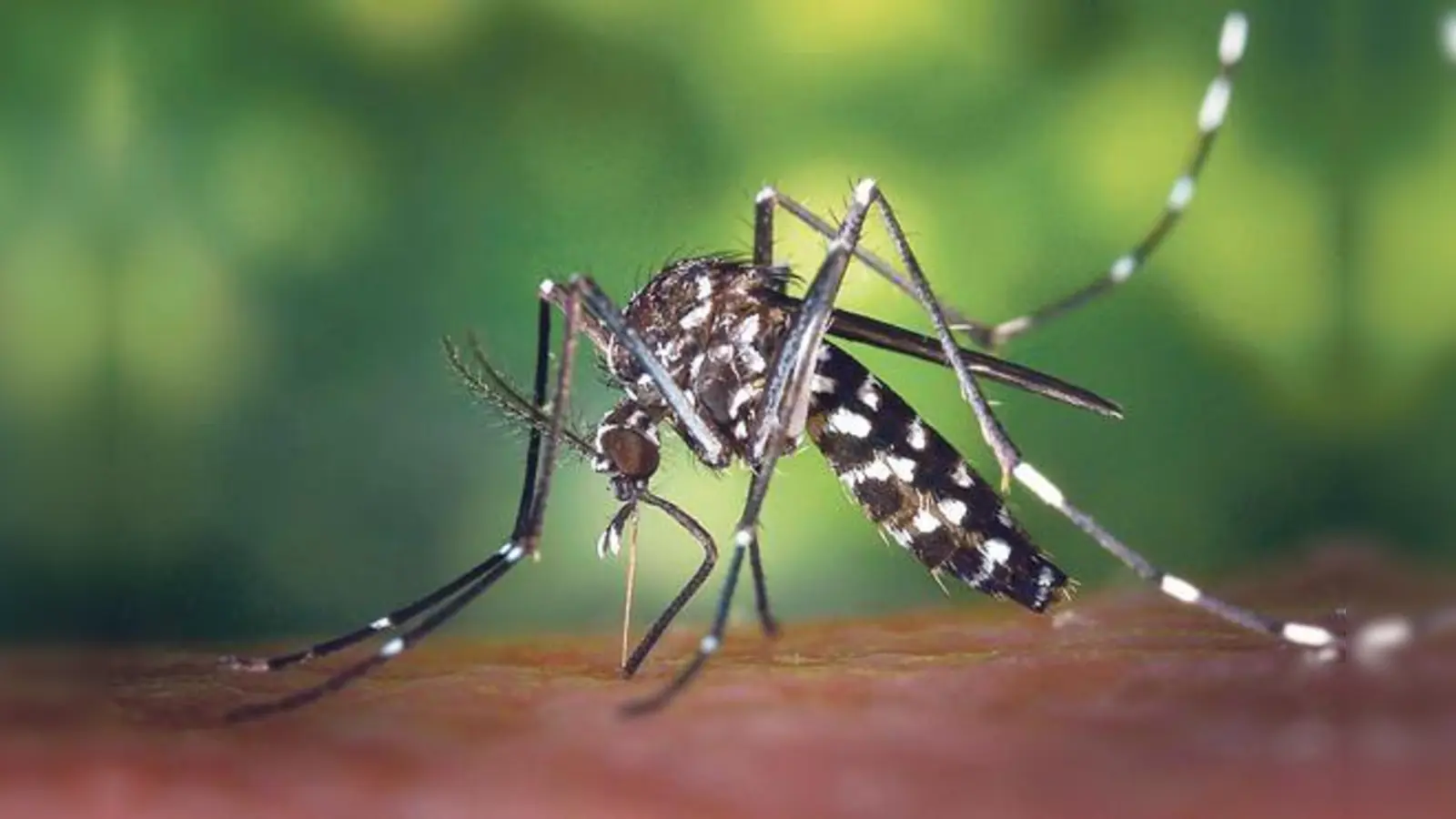 Die Asiatische Tigermücke ist mehr als lästig. Sie kann auch für den Menschen gefährliche Krankheitserreger übertragen.	 (Foto: gemeinfrei)