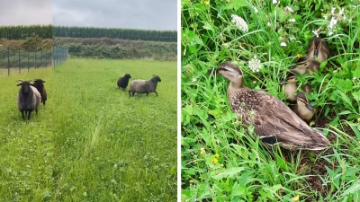Zunächst Schafe, dann Enten haben die Bundespolizei auf Trab gehalten. (Symbolbild: Bundespolizei)