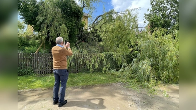 Plötzlich machte es „Krach” und die Weide im Garten der Weßlinger Gemeindegalerie stürzte um. Galerist Erich Rüba fotografiert den Schaden. (Foto: pst)