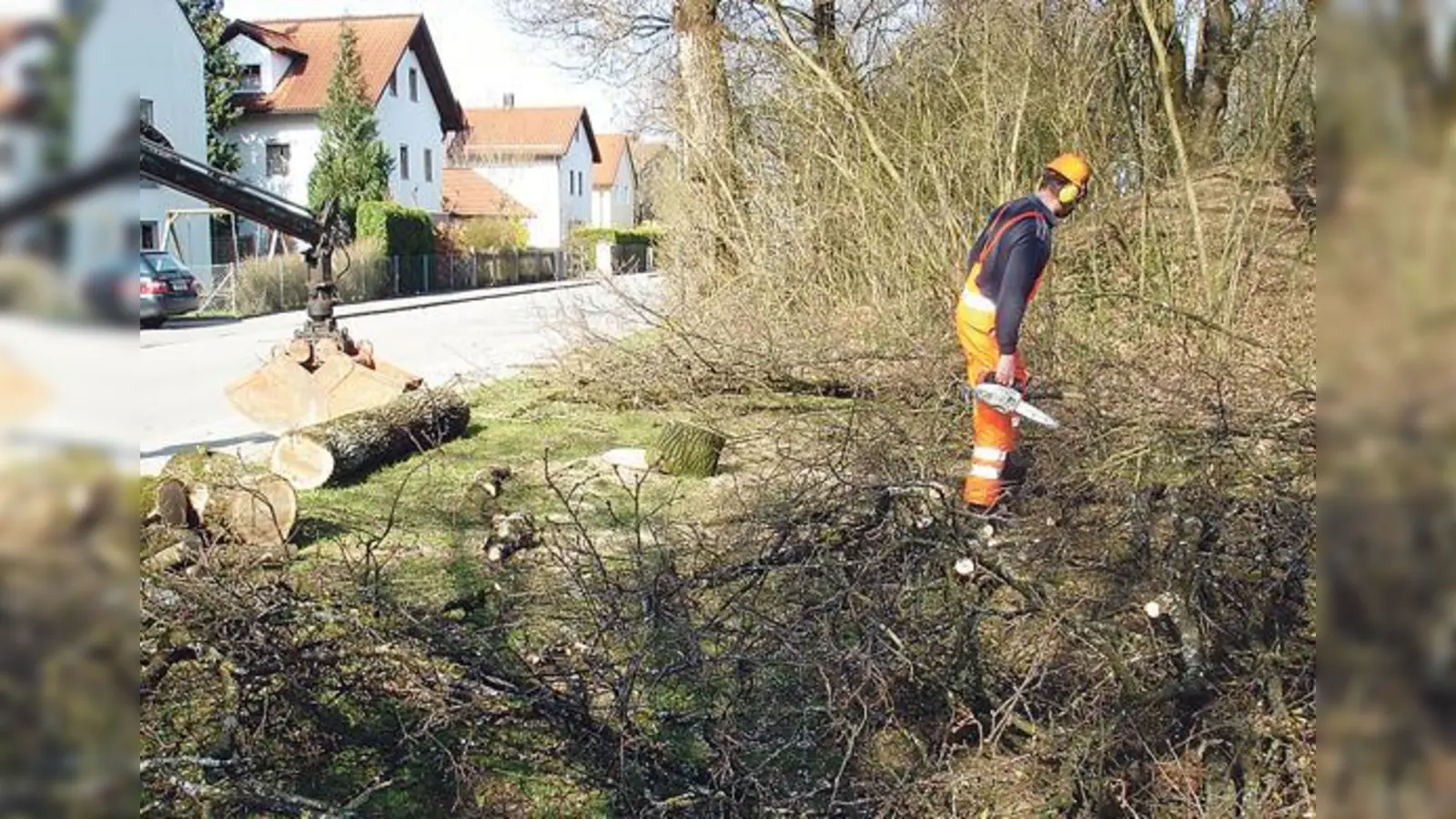 Eiche aus dem Wilhelm-Dresel-Park muss für eine neue  Bushaltestelle weichen.	 (Foto: privat)