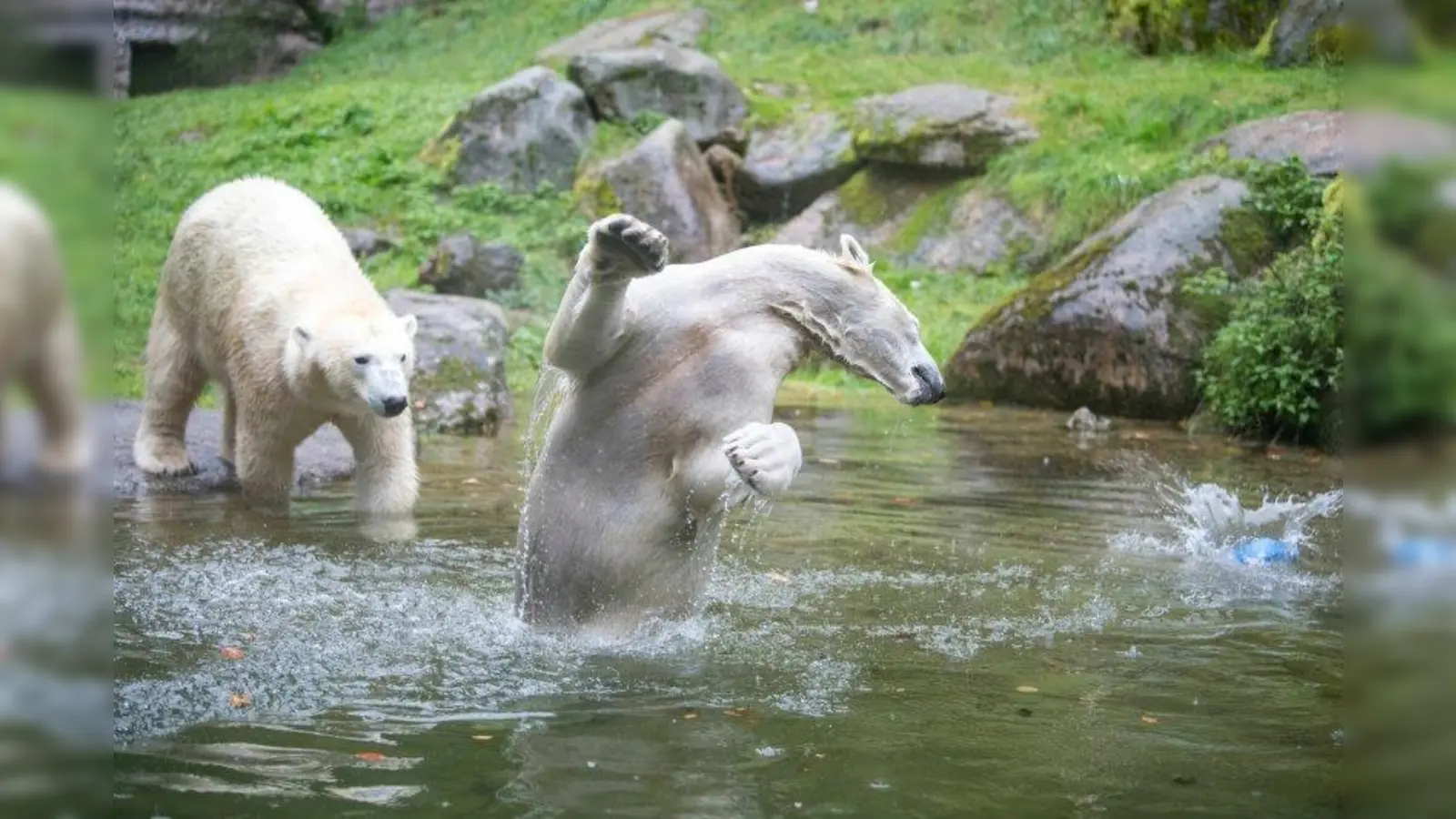 Badespaß zu zweit: Nanook (rechts) und Nuna beim Spielen in der Tundra-Anlage. (Foto: Marc Müller)
