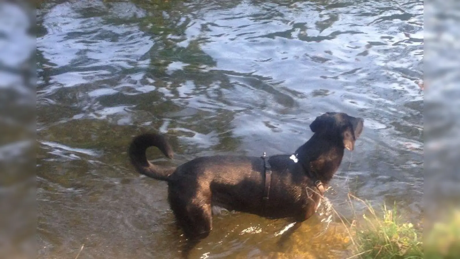 Hund und Wasser - das kann eine wahre Liebesgeschichte sein. (Foto: bb)
