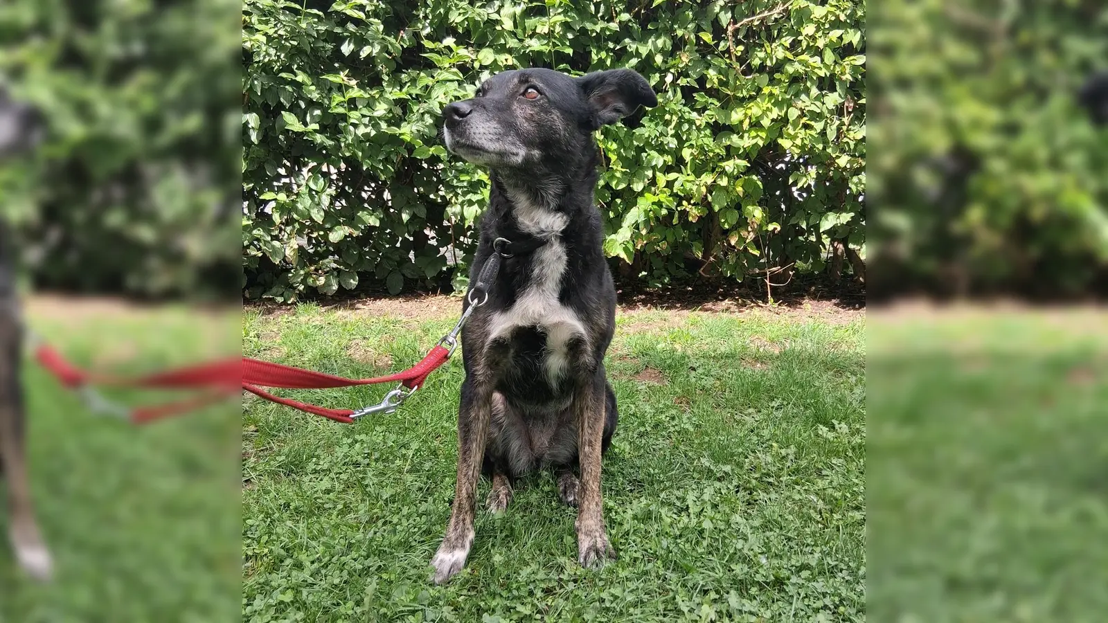 Molly ist eine lebhafte Mischlingshündin, die bei fremden Menschen zunächst unsicher reagiert, sich dann aber zutraulich und menschenbezogen zeigt. (Foto: Tierheim Riem)