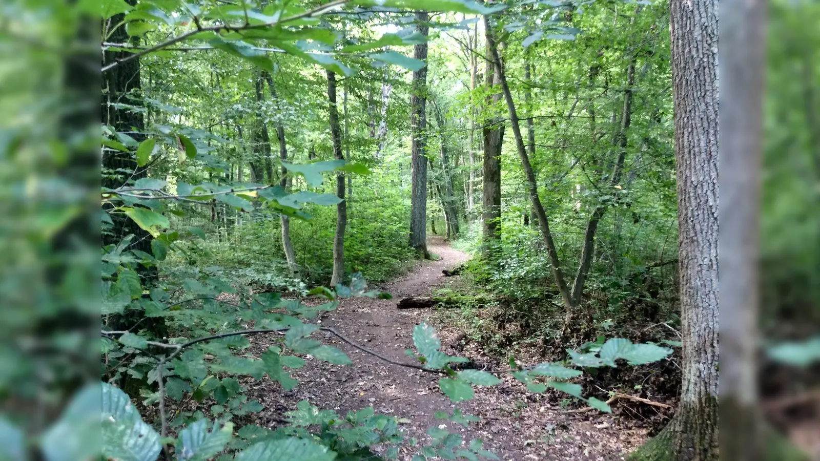 Der Bund Naturschutz hat die Vögel im Harthauser Wald beobachtet. (Foto: BUND Naturschutz )