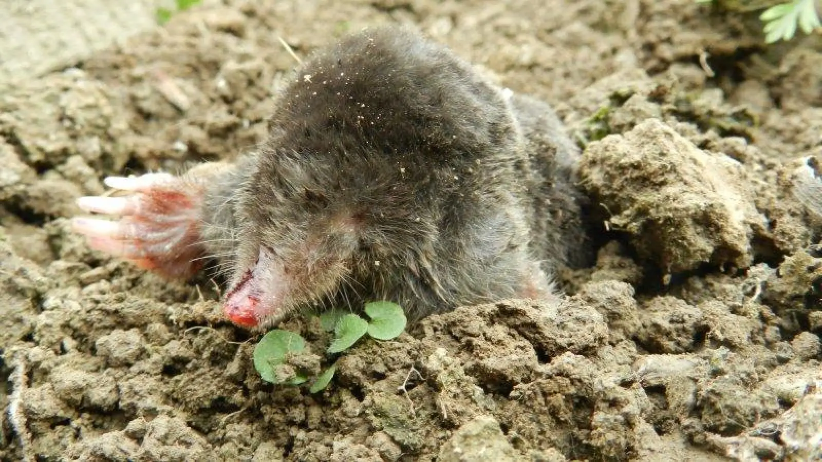 Ein seltener Anblick: Maulwürfe bekommt man nicht oft zu Gesicht. (Foto: Peter Hill/pixelio.de)