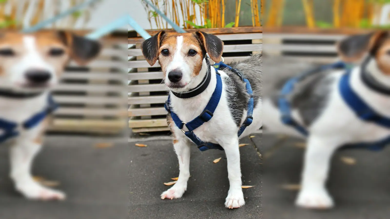 Jack Russel Terrier Hündin Luna. (Foto: Tierheim Riem)