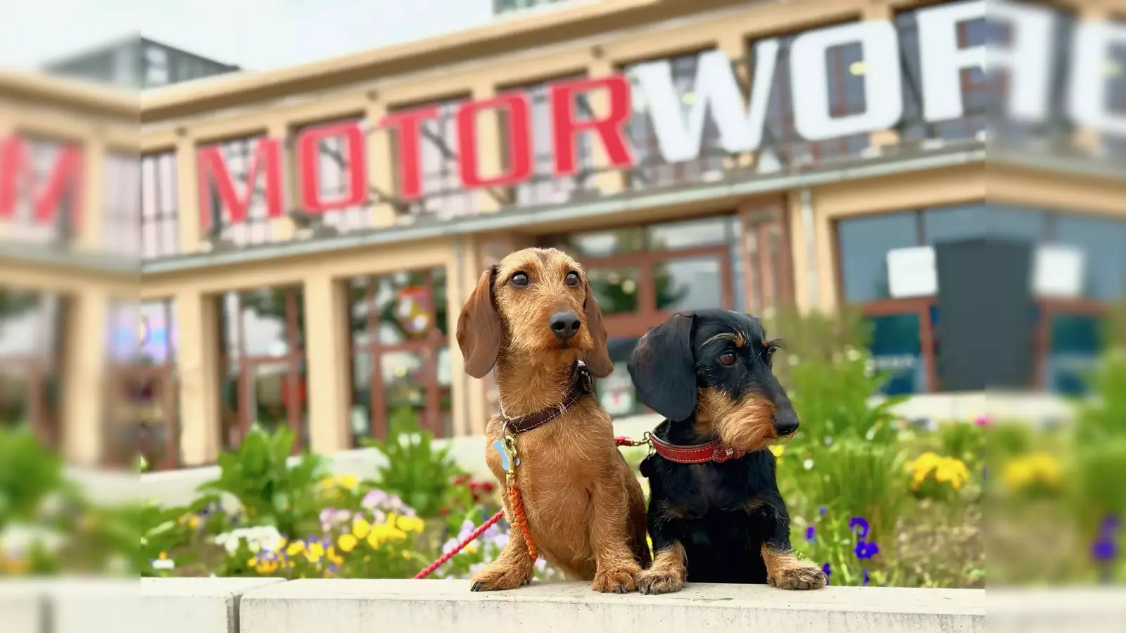 Rund 50 Dackel treten am kommenden Sonntag zum Gaudi-Rennen an. Der Erlös geht an die Tiertafel. (Foto: Motorworld)