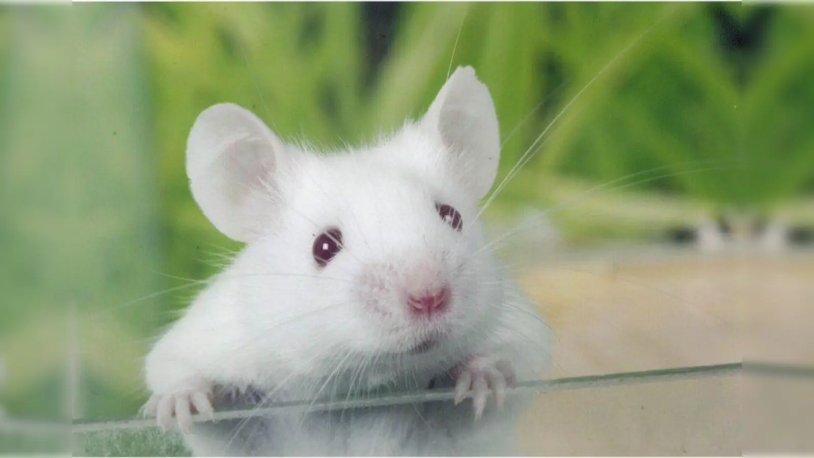 Knopfauge Axel und viele andere Mäuslein im Tierheim brauchen Unterstützung. Wer will helfen? (Foto: Tierheim München)