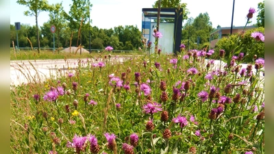 Gewöhnungsbedürftig? Ein Blühstreifen an der Poinger Bushaltestelle Bergfeldstraße. (Foto: Christina P. Tarnikas)
