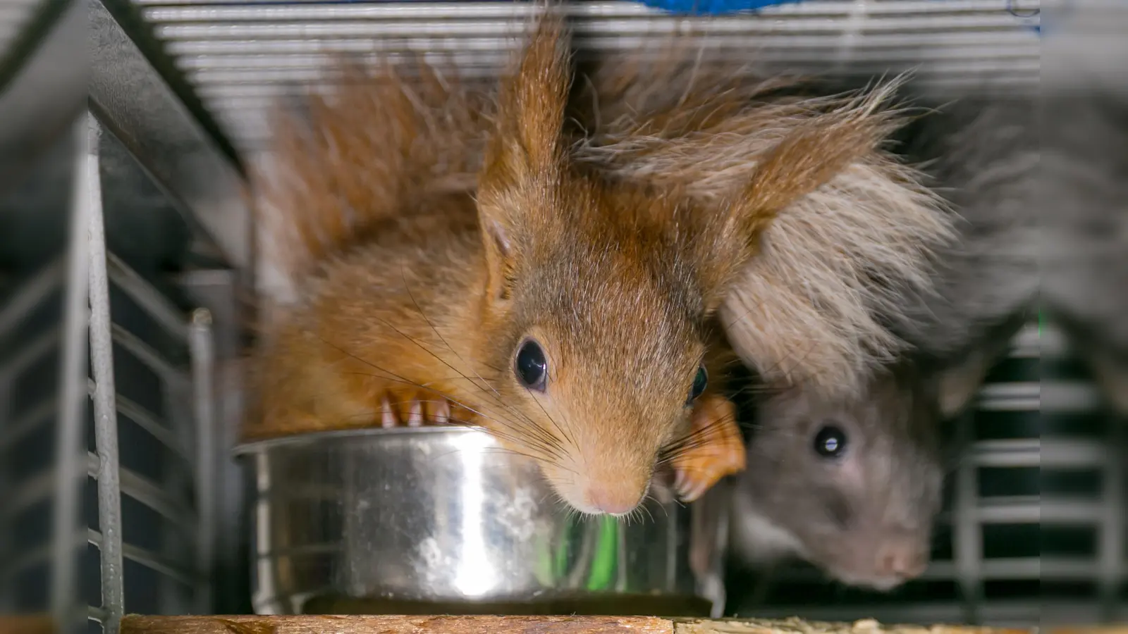 Eichhörnchen Schutz e.V. will eine Auffangstation mit großer Voliere in Haar bauen. (Foto: oh)