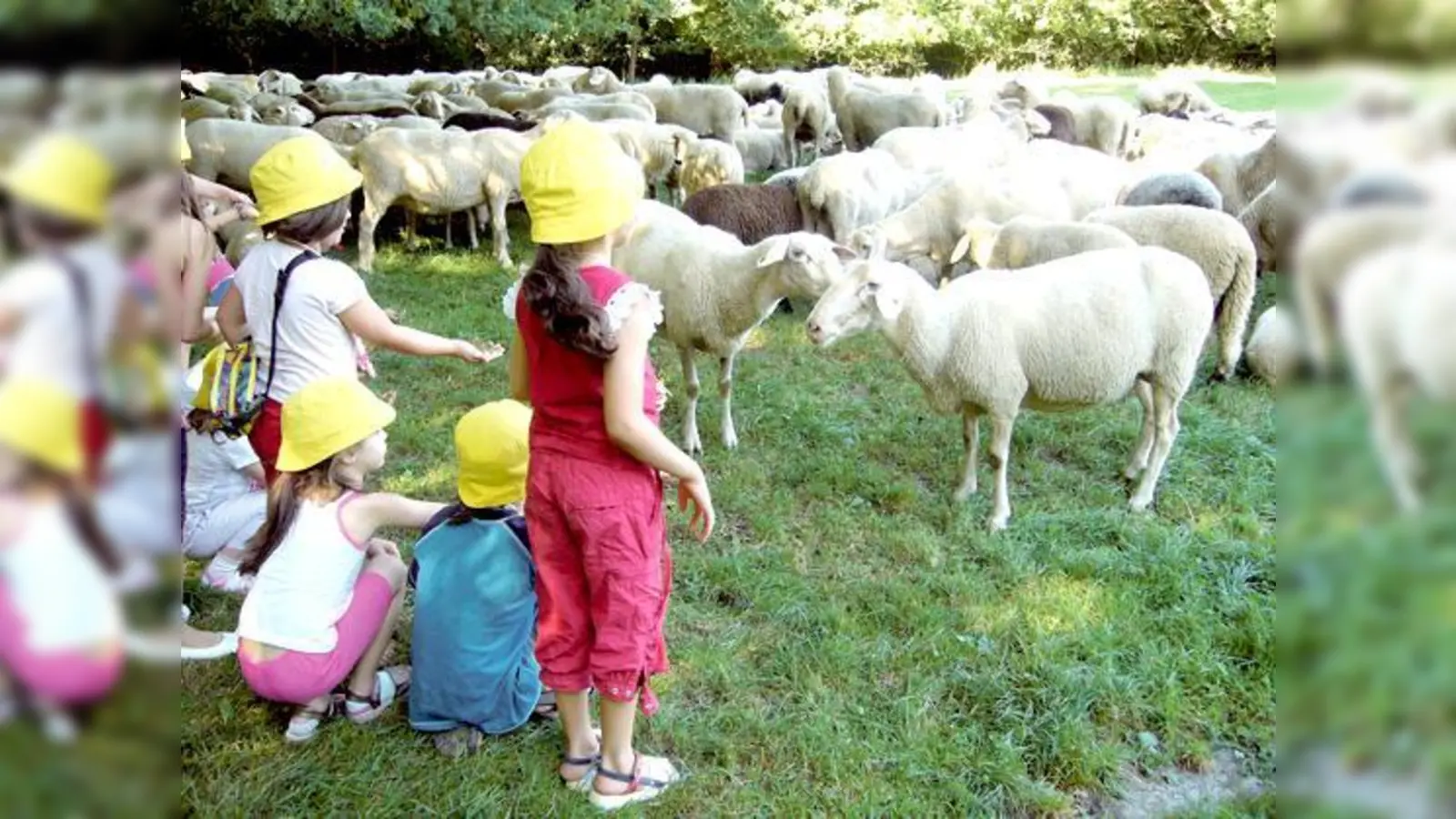 »Auf zu neuen Schafen!«: Familien können Schäfer Johannes Rosenhuber und seine Herde im Englischen Garten besuchen.	 (Foto: VA)