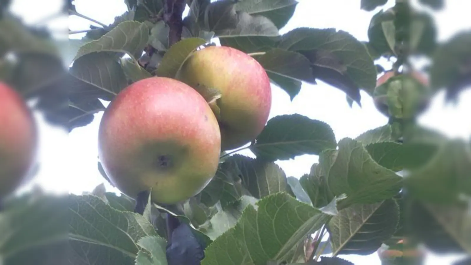 Ebersberg · Gartenbauverein bietet seine Dienste an (Foto: red)