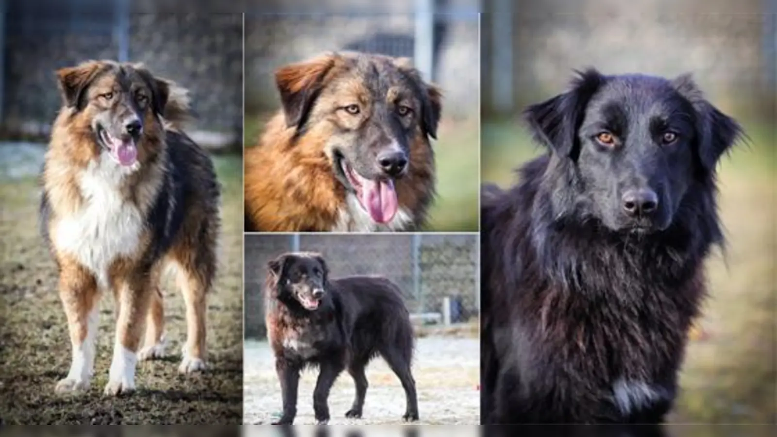 Links im Biild und oben Mitte: Teddy, unten Mitte und rechts im Bild: Tobby.  (Foto: Tierheim)