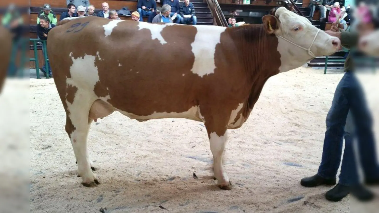 Die Spitzen-Jungkuh des Marktes brachte ihrem Züchter 2.150 Euro. (Foto: Weilheimer Zuchtverbände)
