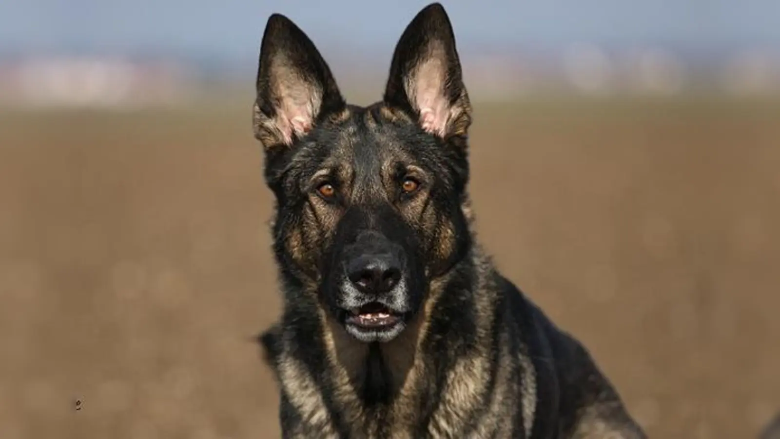 Polizeispürhund »Jupp« musste nach dem Fund sicherlich erstmal an die frische Luft.	 (F: Bundespolizei)