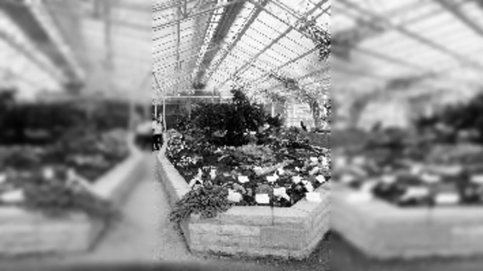 Vielfältig präsentieren sich die Pilze in der Ausstellung.	 (Foto: Botanischer Garten)