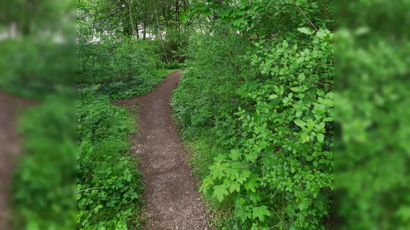 An der alten Stäbli-Trasse wünschen sich die Bürger einen Fuß- und Radweg, erinnert Dorle Baumann. Dass die Forstenrieder diese Verbindung wollen, zeigt der Trampelpfad, der hier längst entstanden ist. (Foto: SPD)