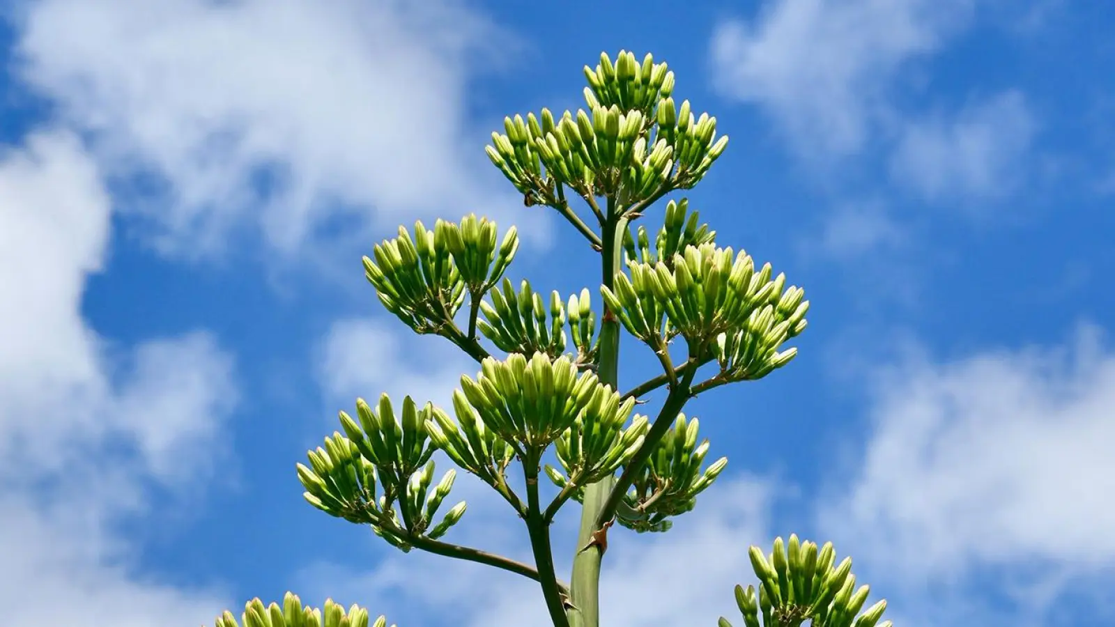Der Blütenstand der Agave im Schlosspark Nymphenburg. (Foto: Bayerische Schlösserverwaltung/Florian Schröter)
