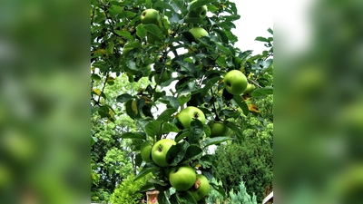 Die Bäume schreien geradezu danach, dass man ihre Früchte nun verarbeitet. (Foto: VA)
