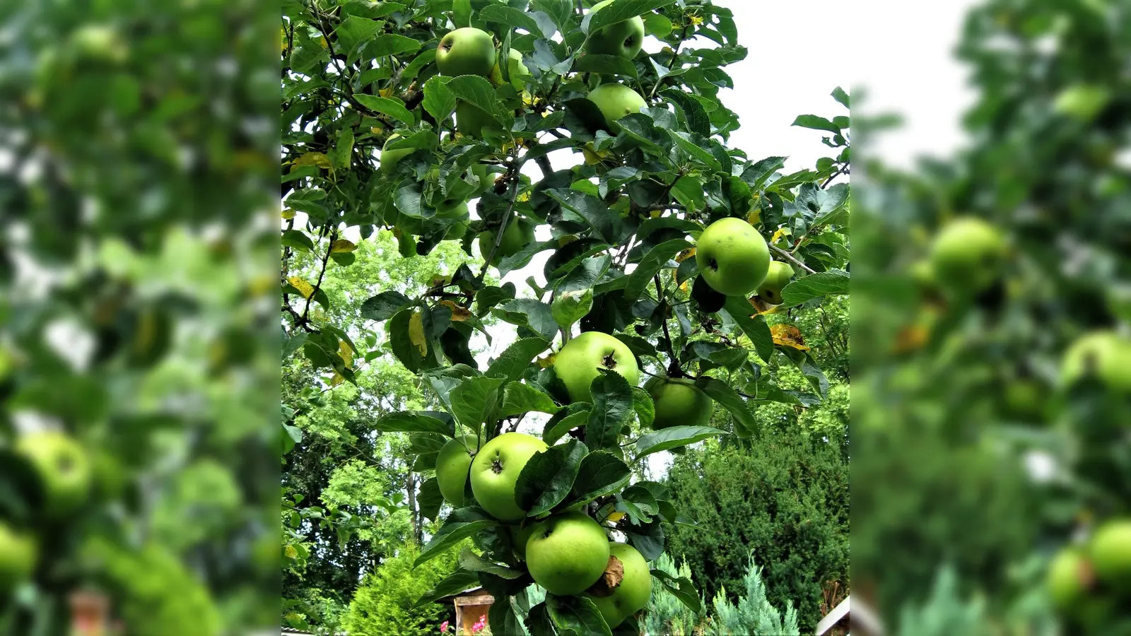 Die Bäume schreien geradezu danach, dass man ihre Früchte nun verarbeitet. (Foto: VA)