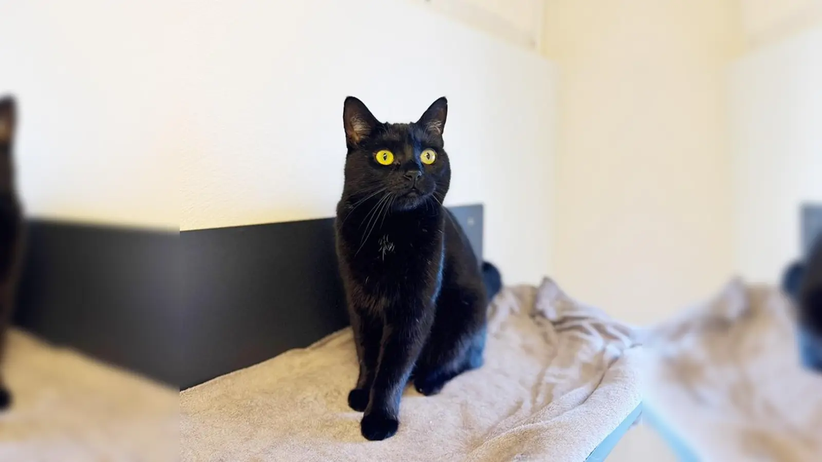 Die Katze Franzi ist sehr verschmust, wenn sie Vertrauen gefasst hat. (Foto: Tierheim Riem)