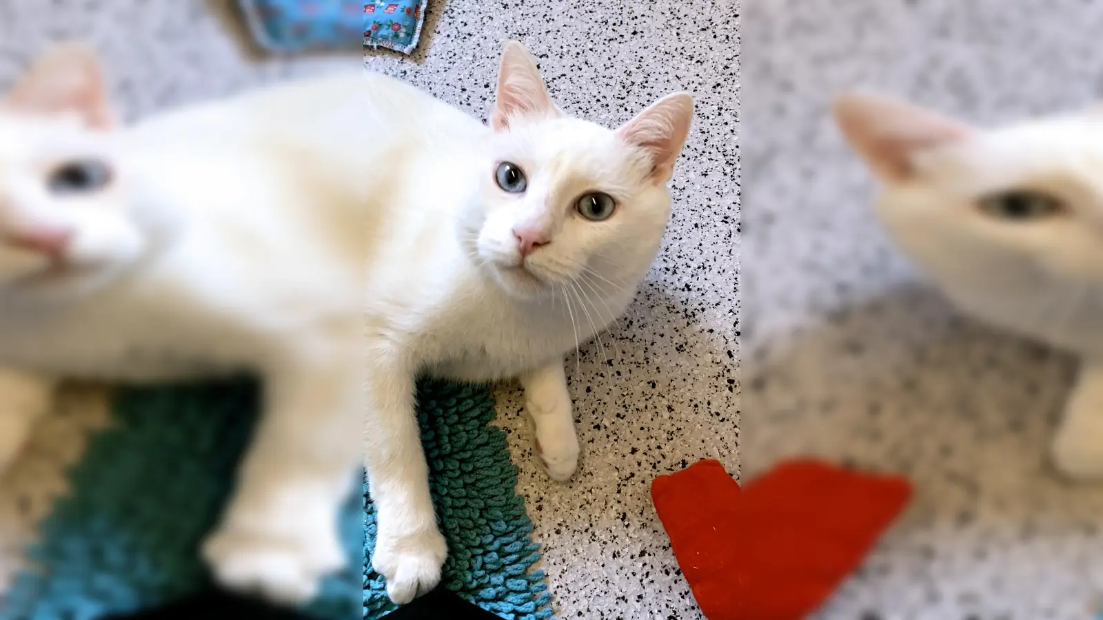 Kurzhaar Kater Felix. (Foto: Tierheim Riem)