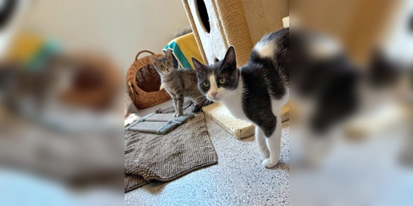 Moni und Milanese. (Foto: Tierheim Riem)