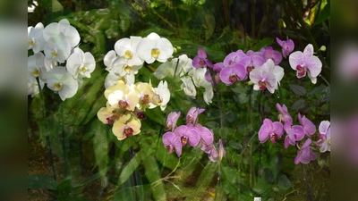 Blumen sind ein beliebtes Geschenk am Valentinstag. (Foto: Daniel Mielcarek)