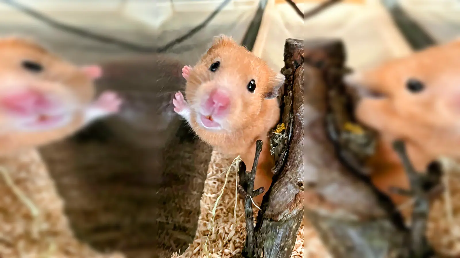 Goldhamstermädchen Neunchen. (Foto: Tierheim Riem)