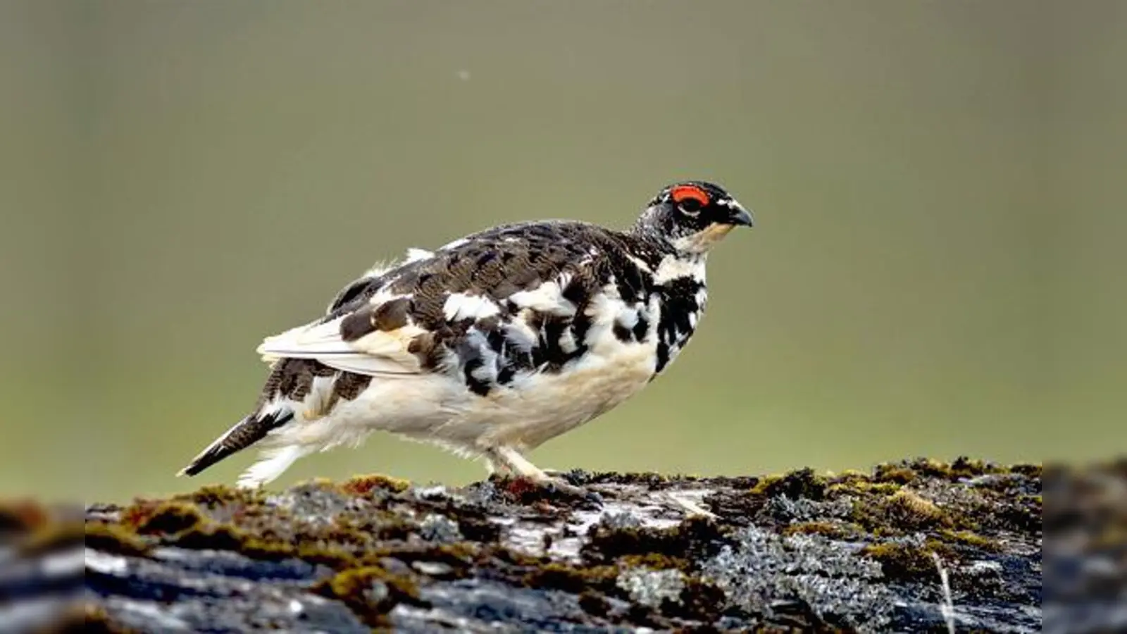 Auch auf das Alpenschneehuhn wird Thomas Grüner in seinem Vortrag eingehen.	 (Foto: Henning Werth/LBV)