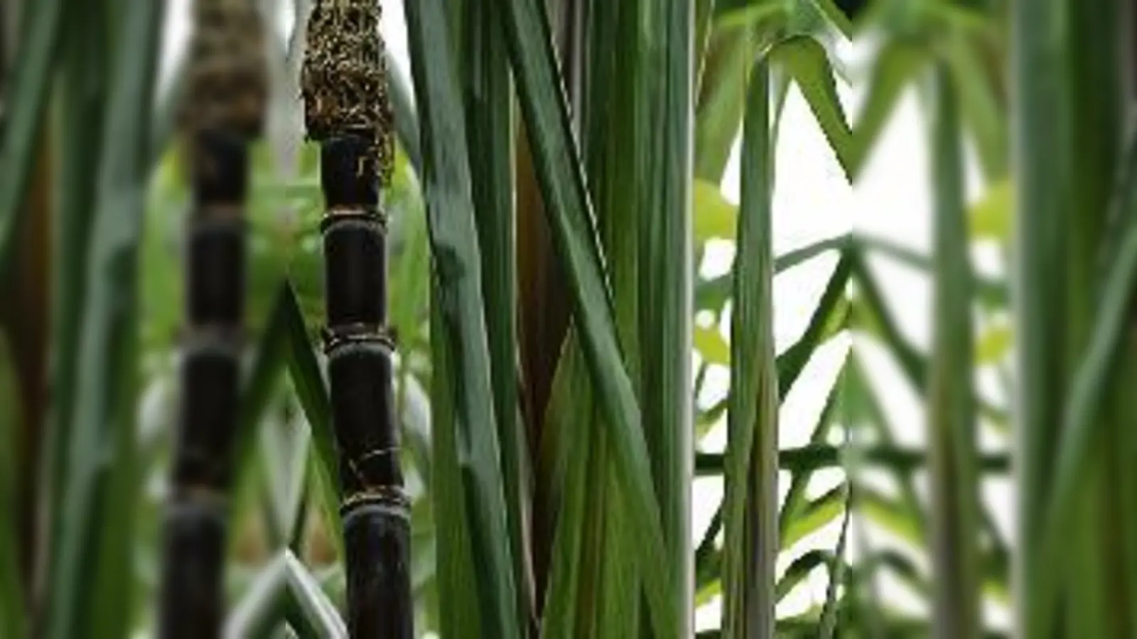 Der orientalische Amberbaum wurde schon im Alten Testament erwähnt. 	 (Foto: VA)