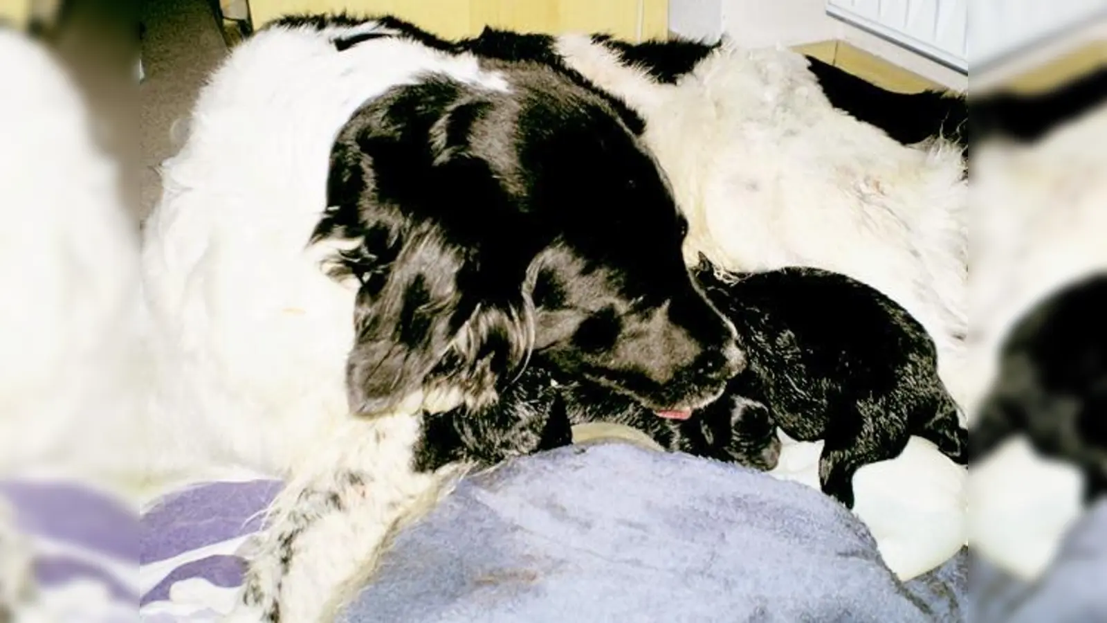 Hündin Pilar mit ihrem Welpen.  (Foto: Tierrettung)