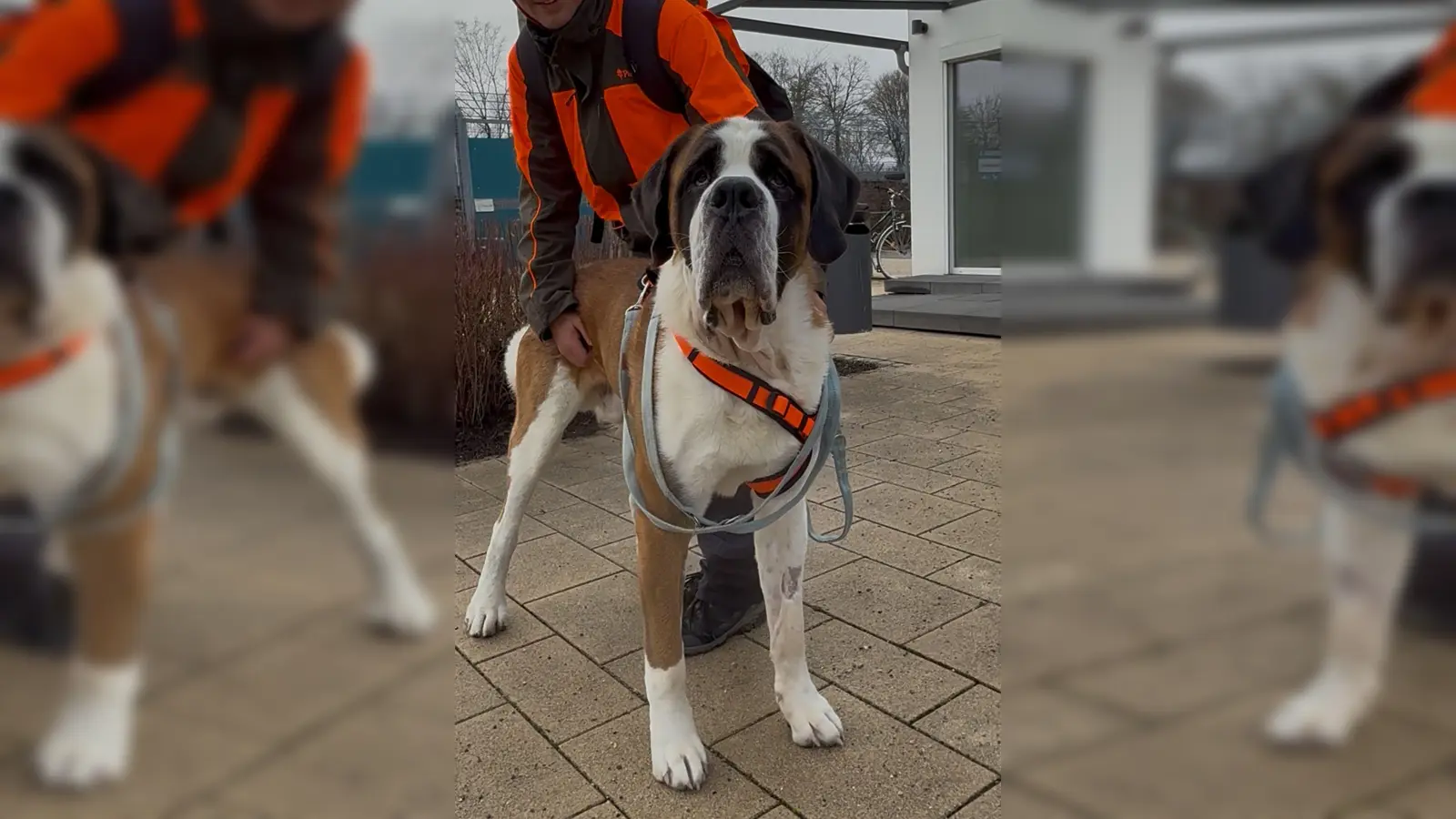 Balin (Foto: Tierheim Riem)