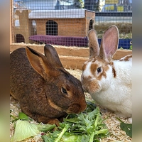 Frau Hoppel und Tonga. (Foto: Tierheim Riem)