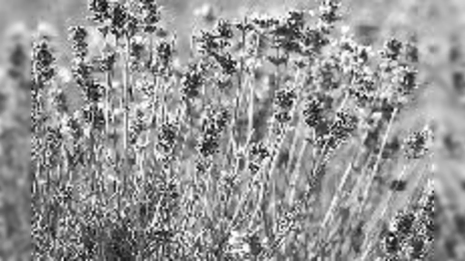 Lavendel: schön und  (vielseitig.Foto: Veranstalter)