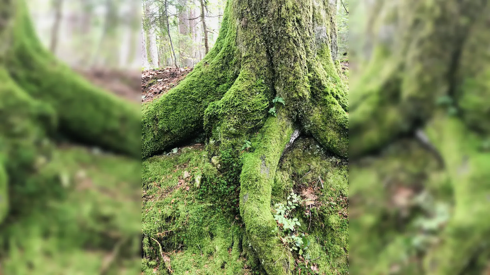 Den Wald als Kraftort erleben, das können Senioren am 30. April im Museum Wald und Umwelt.  (Foto: hw)