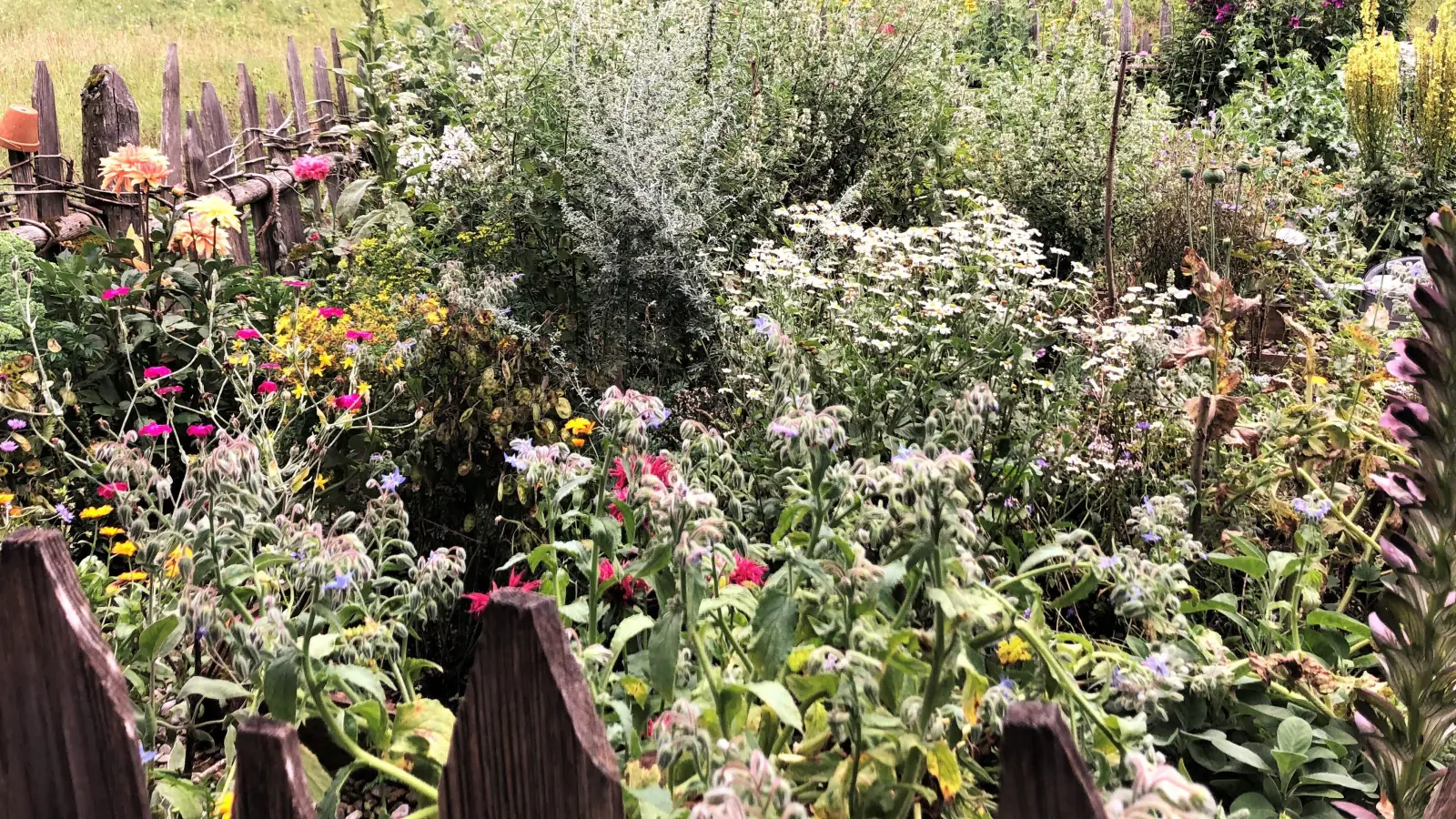 Weil nicht alle Frauen früher so glücklich waren, einen Bauerngarten mit allen wichtigen Kräutern und Heilpflanzen ihr eigen zu nennen, wurden um die Zeit von Maria Himmelfahrt entsprechende wildwachsende Kräuter auf den Wiesen gesammelt.  (Foto: hw)