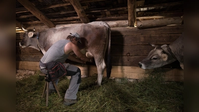 Melken von Hand. (Foto: Markus Wasmeier)