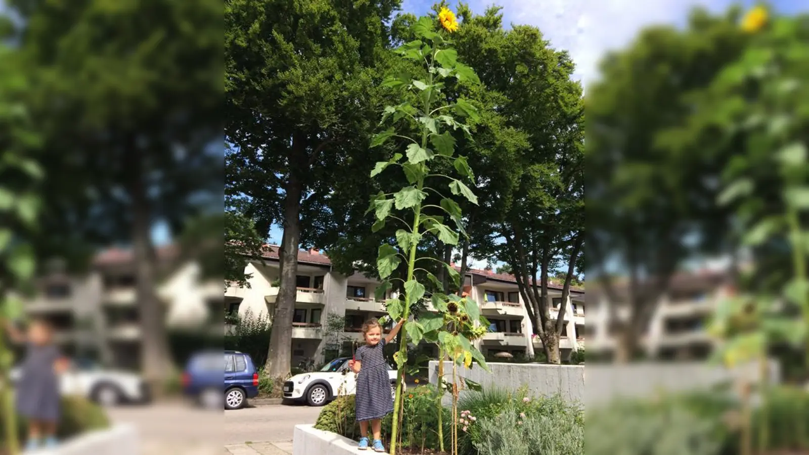 Die dreijährige Tochter von Ellen Scheuer zeigt stolz die Sonnenblume, die ihre Mutter geplanzt hat.	 (Foto: Privat)