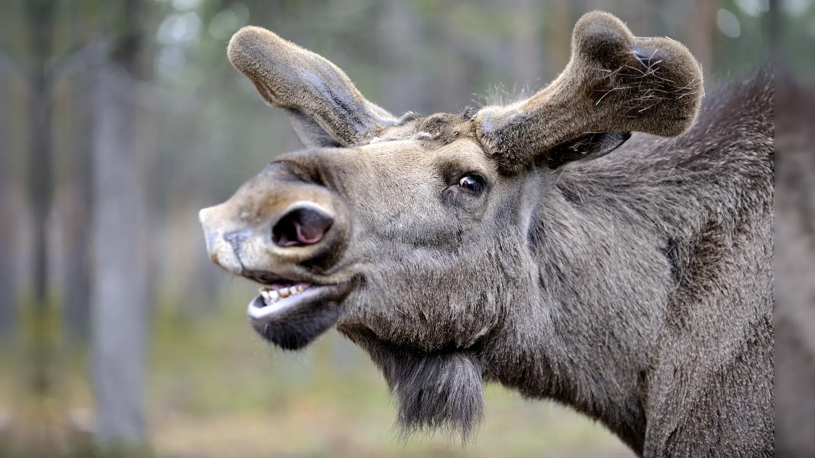 Zu den Höhepunkten aus dem hohen Norden zählen sicher auch Elche. (Foto: Peter Fabel)